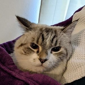 Meet your Posher, Susan